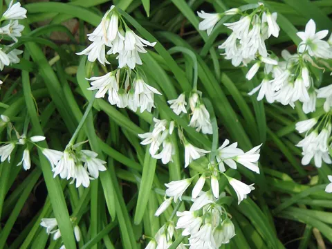 Three-cornered Leek