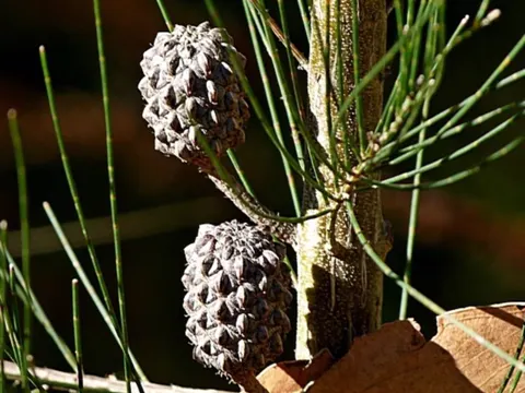 Allocasuarina littoralis