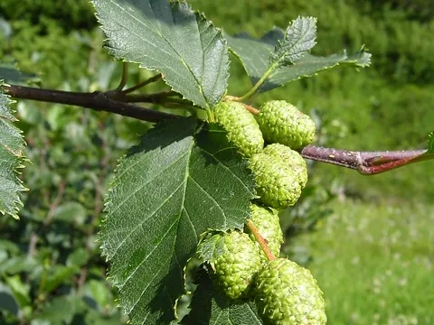 Grün-Erle (Alnus alnobetula)