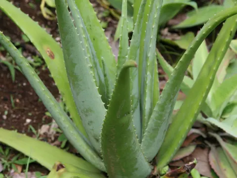 Echte Aloe