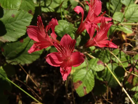 Alstroemeria