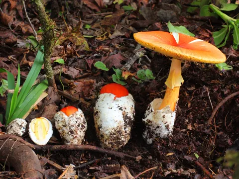 Amanita basii