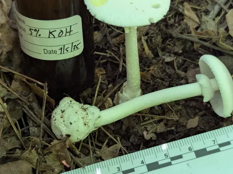Amanita bisporigera