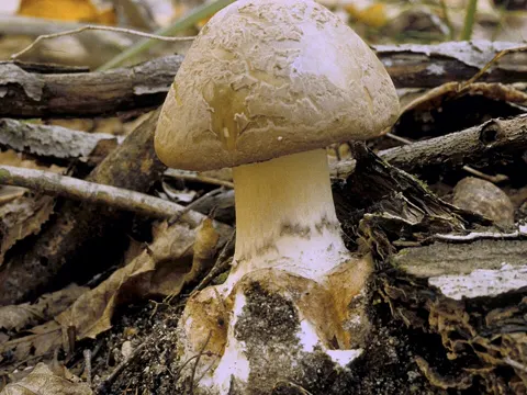 Amanita brunnescens