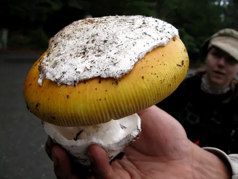 Kalifornischer Knollenblätterpilz