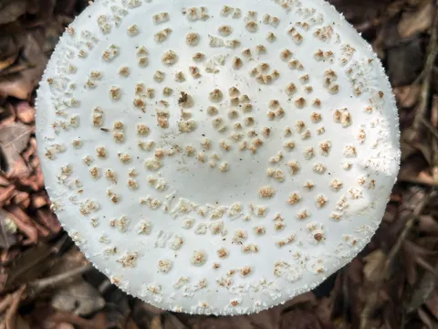 Amanita cokeri (Amanita cokeri)