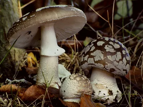 Grauer Wulstling (Amanita excelsa)