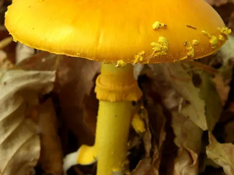Gelbflockiger Fliegenpilz (Amanita flavoconia)