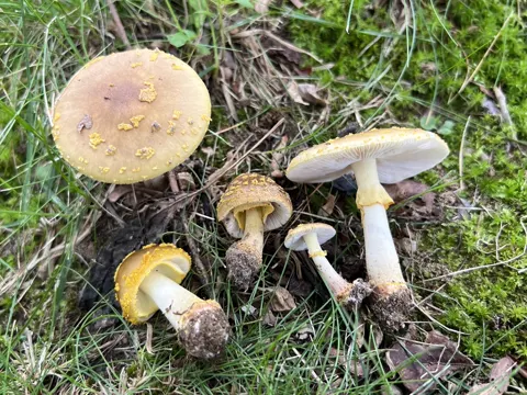American Yellow-brown Amanita (Amanita flavorubens)