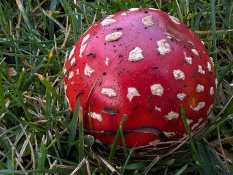 Fly Agaric