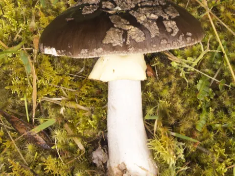 Amanita nothofagi