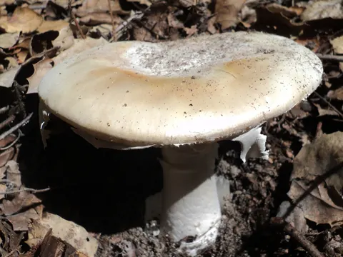 Western Destroying Angel