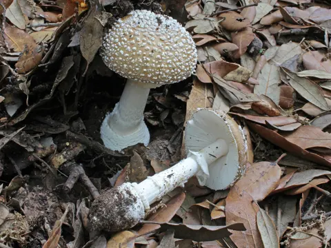 Panther Cap (Amanita pantherina)