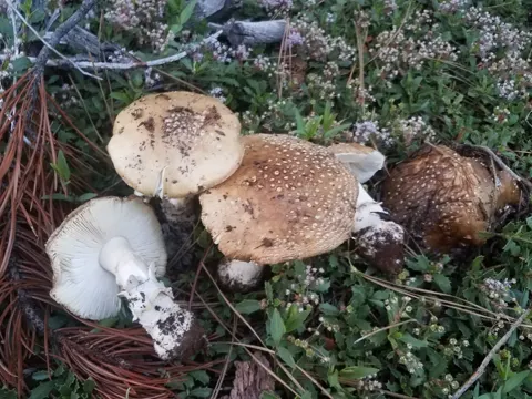 Panther Cap (Amanita pantherinoides)
