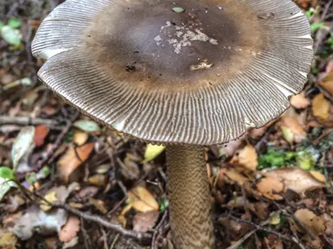 Amanita pekeoides
