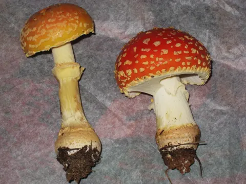 American Blush Amanita