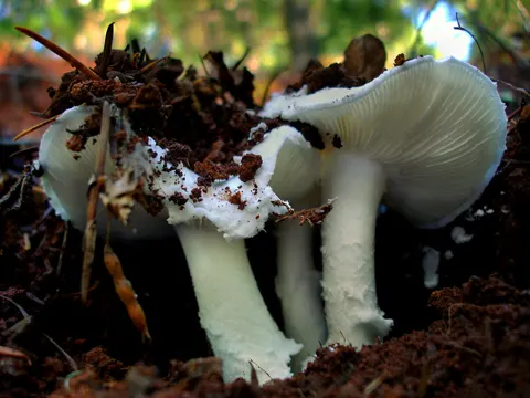 Amanita smithiana