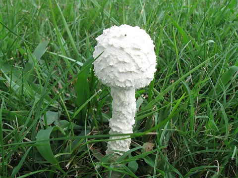 Amanita thiersii (Amanita thiersii)