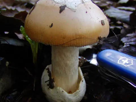 Amanita velosa