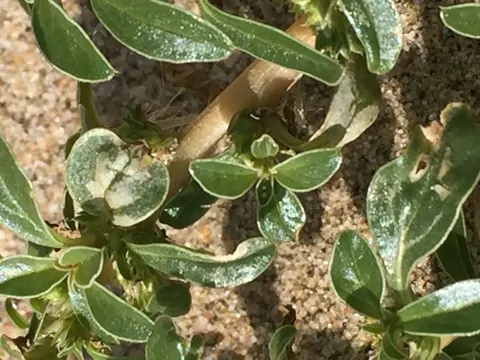 Prostrate Pigweed