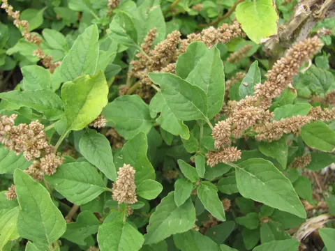 Niedriger Fuchsschwanz (Amaranthus deflexus)