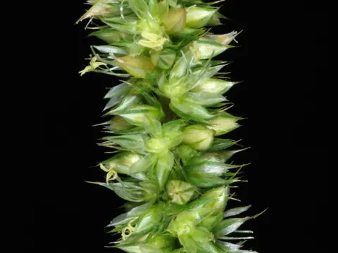 Palmer-Amarant (Amaranthus palmeri)