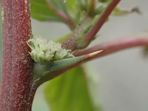 Dorniger Fuchsschwanz (Amaranthus spinosus)