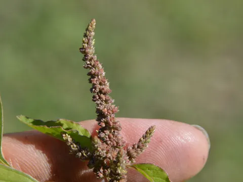 Slender Amaranth