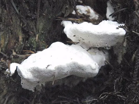 Bitterer Saftporling (Amaropostia stiptica)