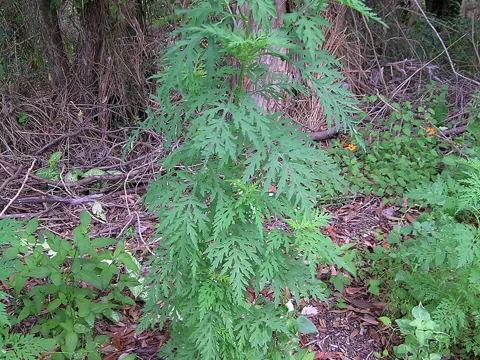 Annual Ragweed