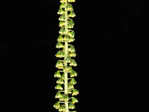 Dreilappiges Traubenkraut (Ambrosia trifida)