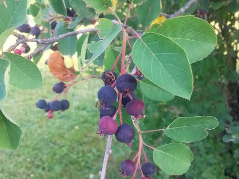 Kanadische Felsenbirne (Amelanchier canadensis)