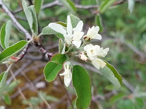 Felsenmispel (Amelanchier ovalis)