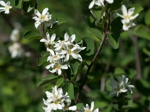 Utah Serviceberry