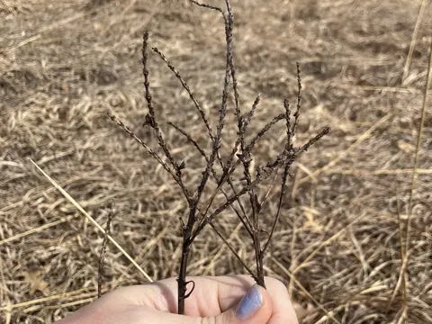Leadplant