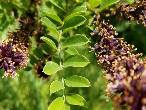 Bastardindigo (Amorpha fruticosa)