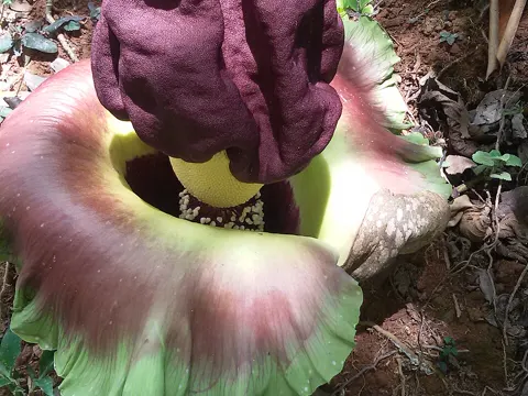 Amorphophallus paeoniifolius