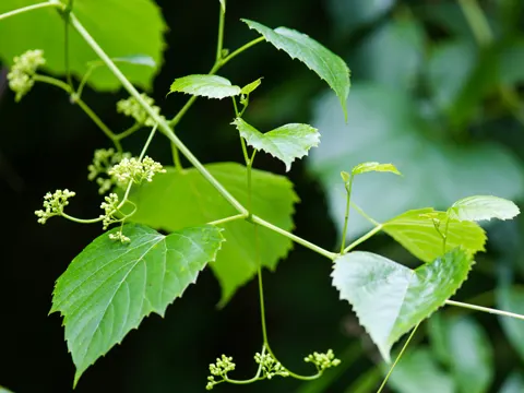 Ampelopsis cordata