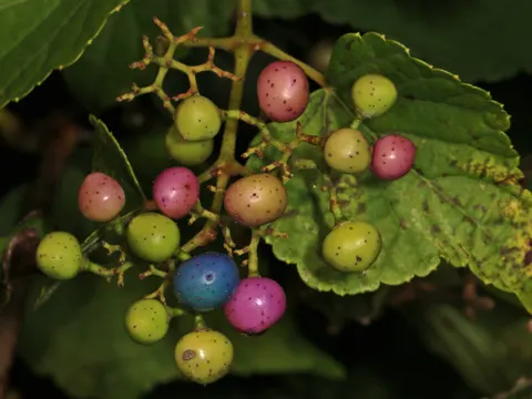 Ussuri-Scheinrebe (Ampelopsis glandulosa)