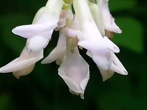 Amphicarpaea bracteata (Amphicarpaea bracteata)