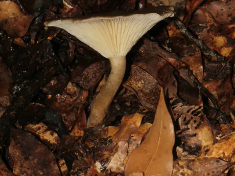 Keulenfüssiger Trichterling (Ampulloclitocybe clavipes)