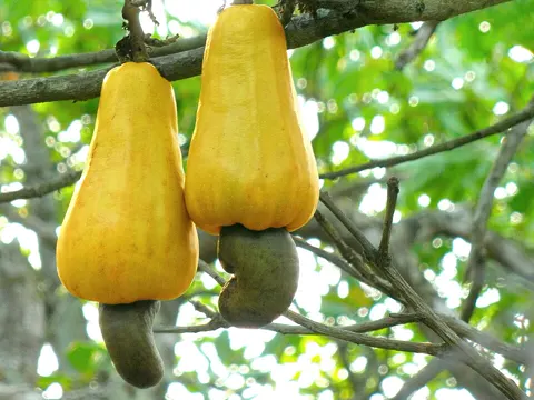 Cashewbaum