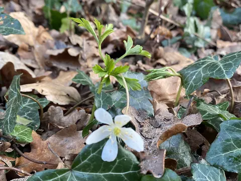 Wood Anemone