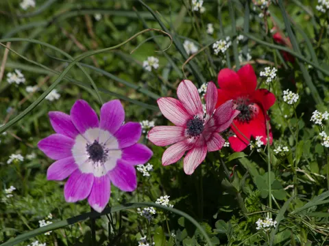 Pauwen-Anemone