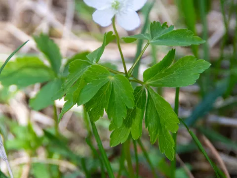 Anemone piperi