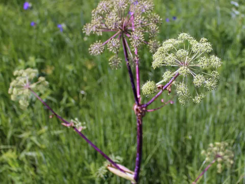 Angelica atropurpurea (Angelica atropurpurea)