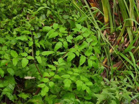 Wild Angelica