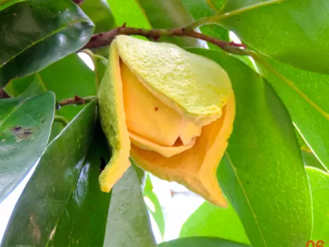 Soursop