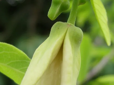 Sugar Apple