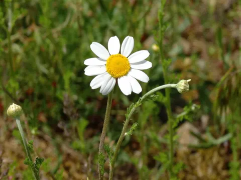 Acker-Hundskamille (Anthemis arvensis)
